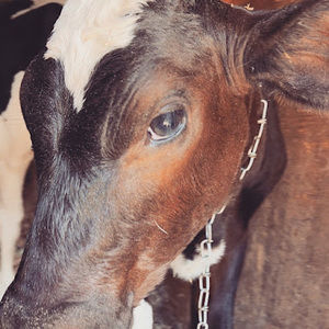 Meet your Posher, Natasha